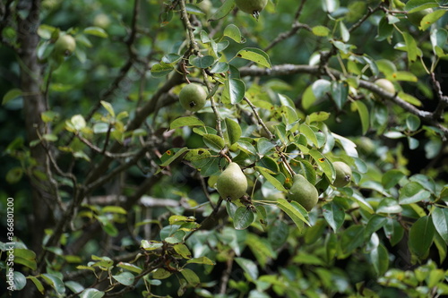 Pear Williams tree detail with young fruits in the middle of the summer. The fruits are growing and ripening. Suitable as background because of pleasant shades of green.