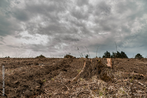 A stump after deforestation on fertile soil, gray clouds, aligned to the right.