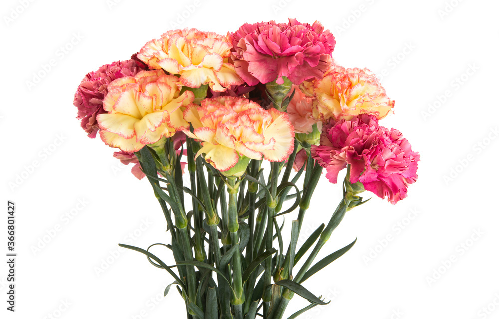 beautiful bouquet of mix carnations beautiful bouquet of mix carnations