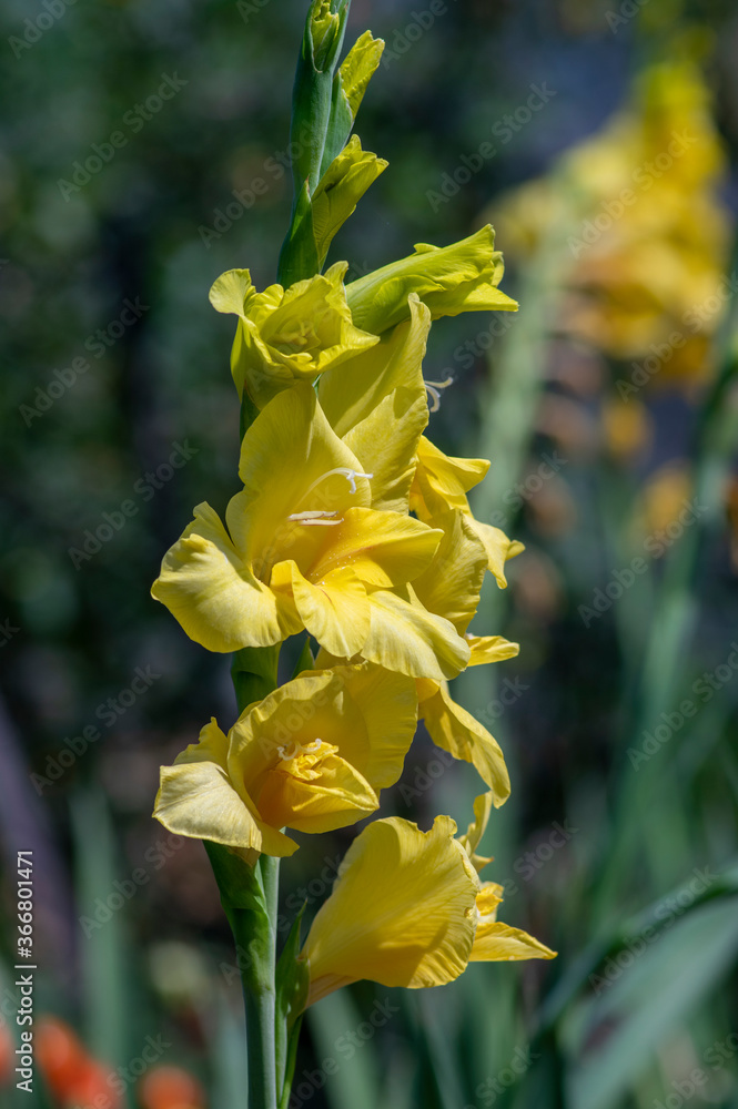 Obraz premium Gladiolus hortulanus garden ornamental plant in bloom, yellow flowering flowers on long tall stem