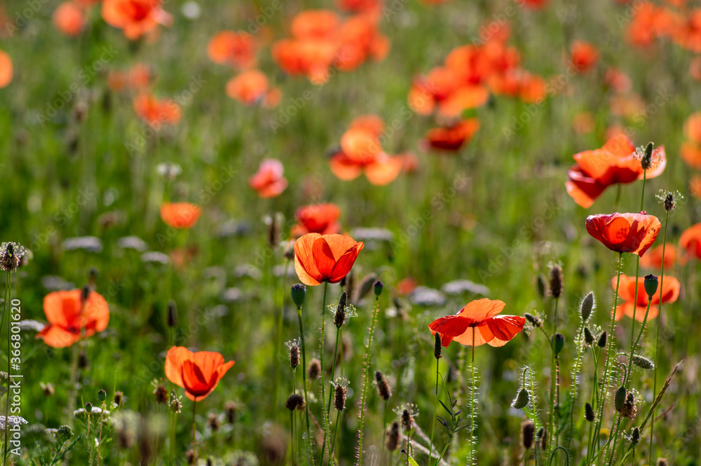 Papaver rhoeas common poppy seed bright red flowers in bloom, group of flowering plants on meadow, wild plants Papaver rhoeas common poppy seed bright red flowers in bloom, group of flowering plants on meadow, wild plants