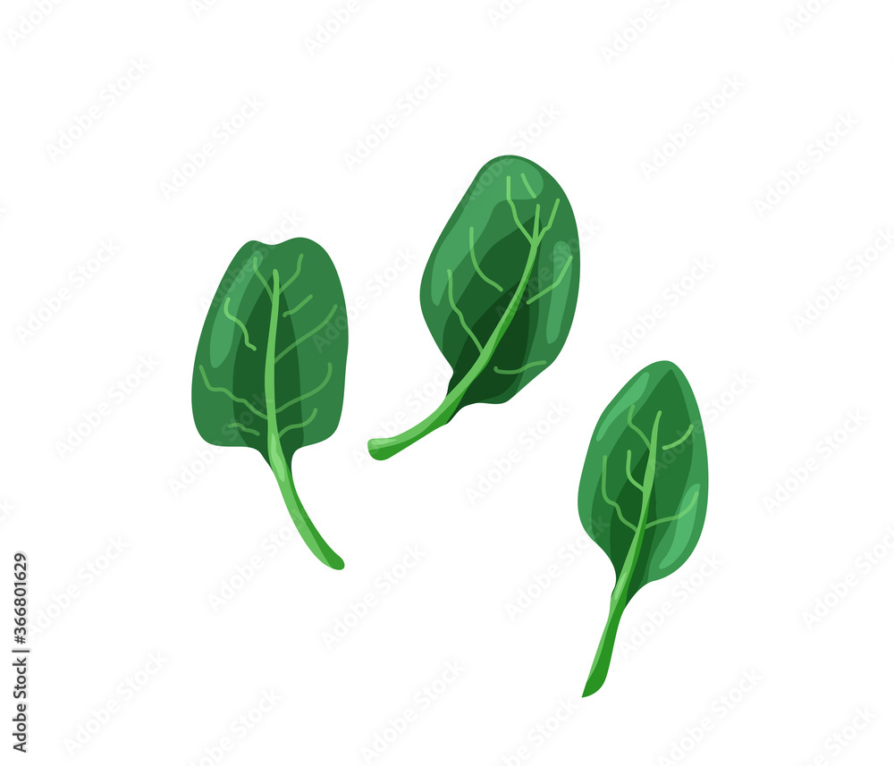 Green baby spinach in bright color cartoon flat style isolated on white background. Healthy food vector illustration. Organic meal concept Green baby spinach in bright color cartoon flat style isolated on white background. Healthy food vector illustration. Organic meal concept