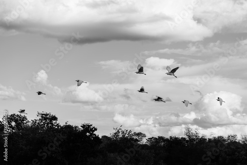 herons birds flying black and white © Ricardo Reis