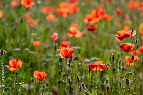 Papaver rhoeas common poppy seed bright red flowers in bloom, group of flowering plants on meadow, wild plants