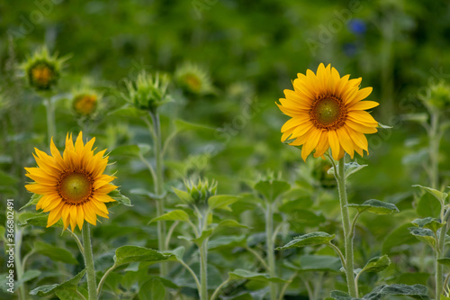 Sustainable agriculture field of sunflowers in summer shows a blooming mono culture of plantation growing as organic food and beautiful meadow for bees and honey production