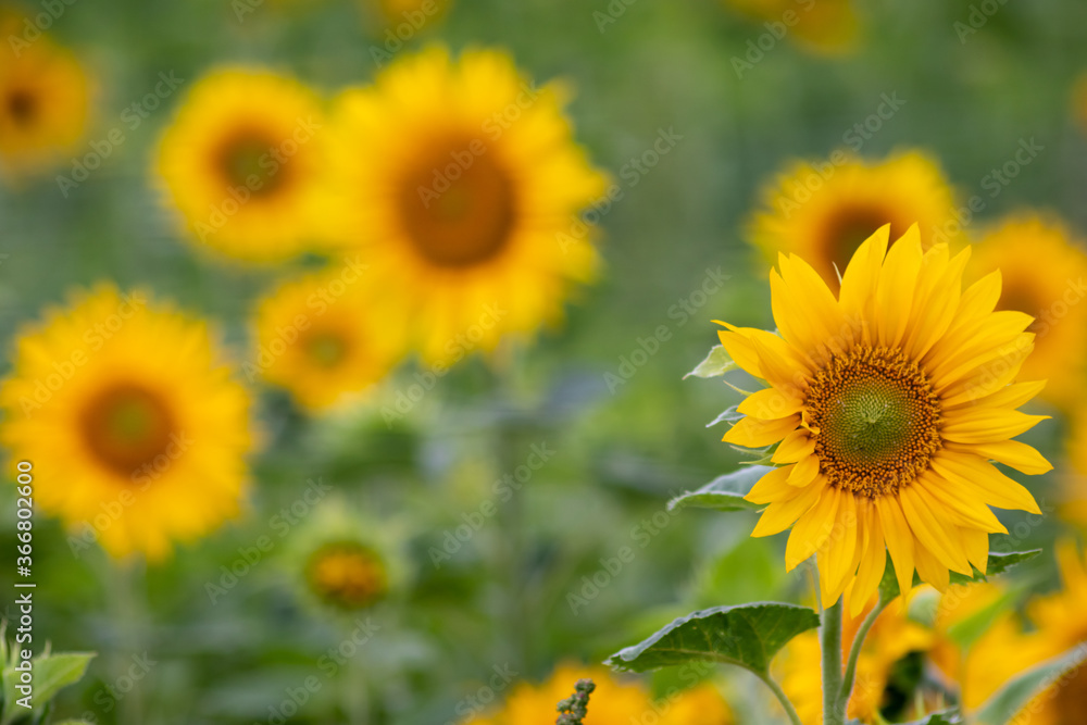 Sustainable agriculture field of sunflowers in summer shows a blooming mono culture of plantation growing as organic food and beautiful meadow for bees and honey production