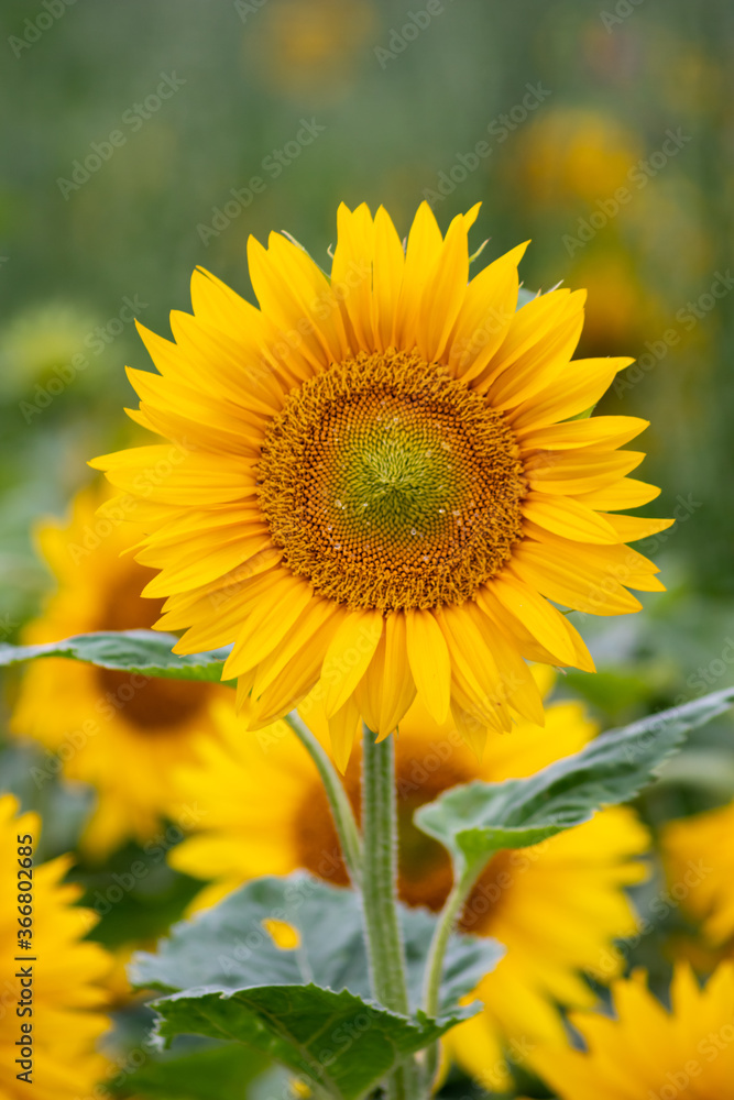 Sustainable agriculture field of sunflowers in summer shows a blooming mono culture of plantation growing as organic food and beautiful meadow for bees and honey production Sustainable agriculture field of sunflowers in summer shows a blooming mono culture of plantation growing as organic food and beautiful meadow for bees and honey production