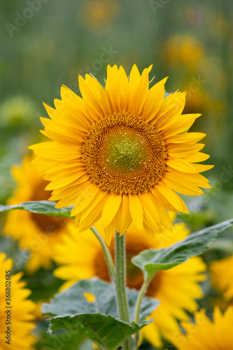 Sustainable agriculture field of sunflowers in summer shows a blooming mono culture of plantation growing as organic food and beautiful meadow for bees and honey production