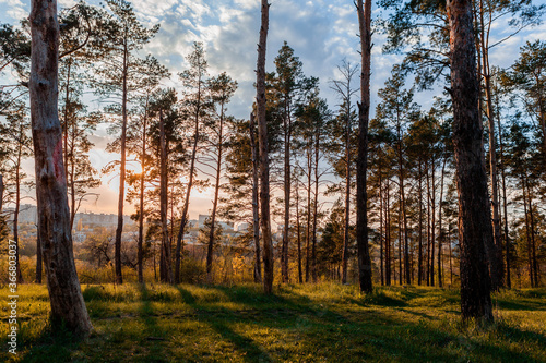 A forest of tall trees at sunrise.