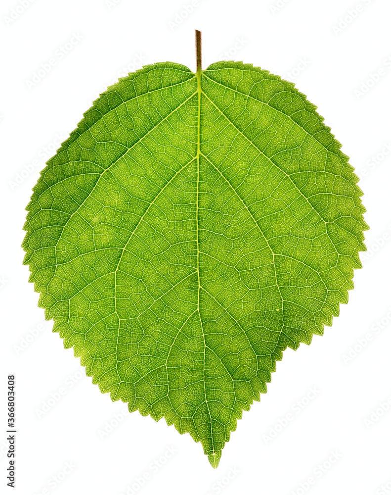 Green linden leaf, back light, isolated on white Green linden leaf, back light, isolated on white