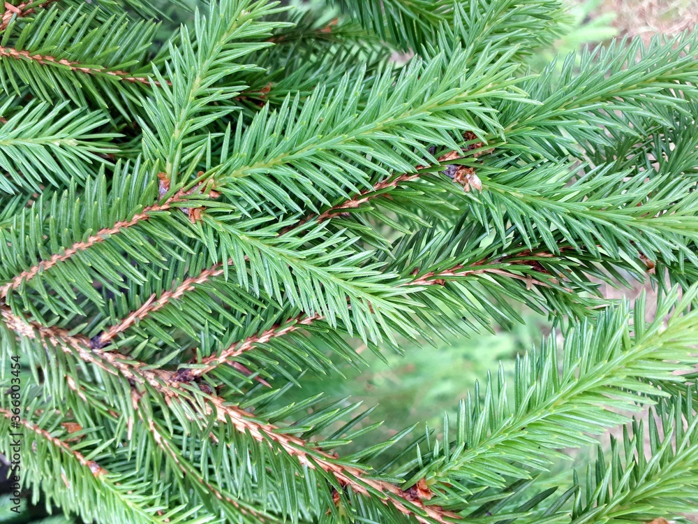 spruce coniferous twigs natural green background