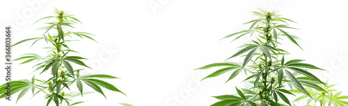 Marihuana grüner Hanf als Banner, isoliert. © AIDAsign