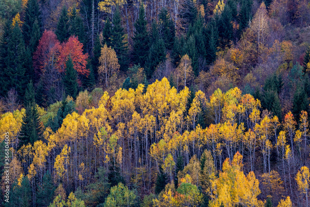 Fall colors in the Caucasus Mountains, Georgia