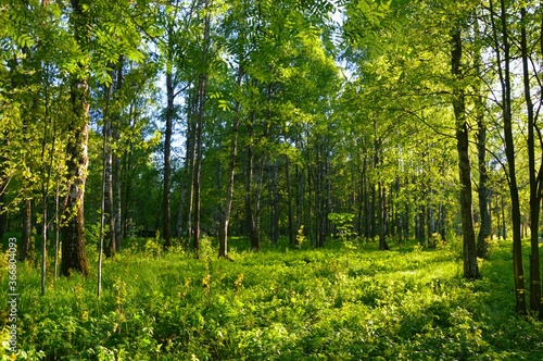 trees in the forest