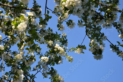 apple tree flowers