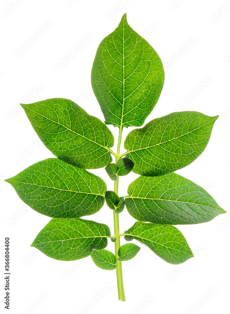 Green potato leaf, back light, isolated on white Green potato leaf, back light, isolated on white