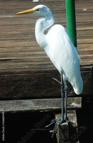 
Scientific name: Ardea alba. Popular name: Great egret. From Brazil