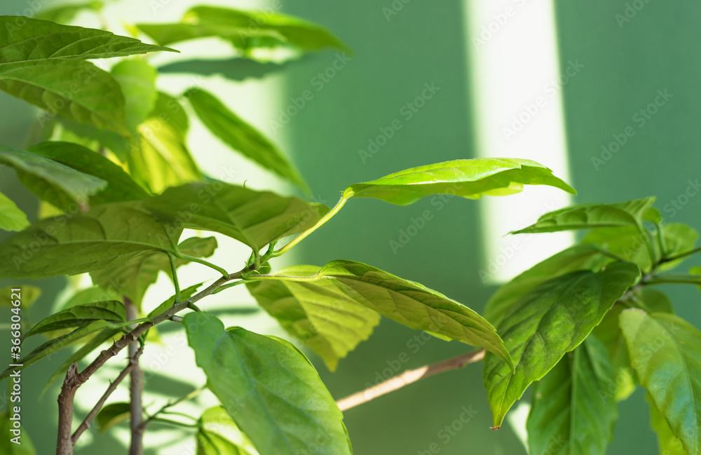 Fototapeta premium Close-up of hibiscus leaves and branches against a green wall. Sunlight and shadows. Selective focus, horizontal framing. Copy space