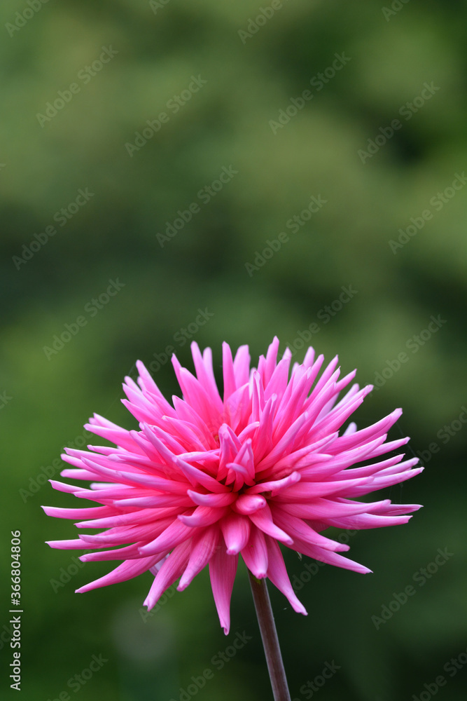 Obraz premium Dahlia