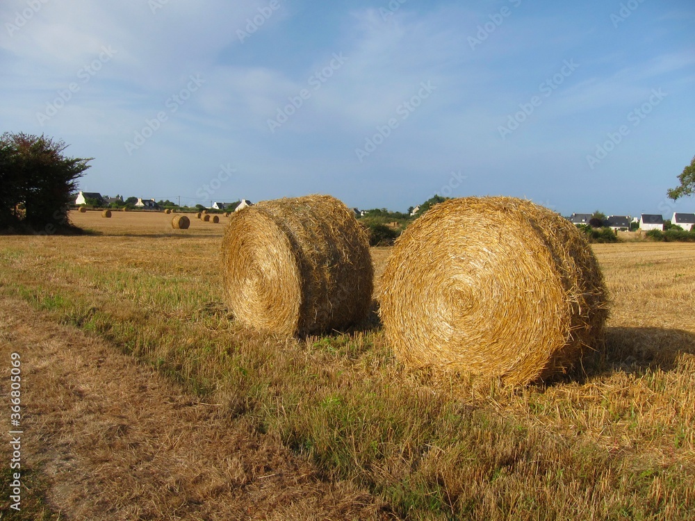 Round straw bales in harvested field
