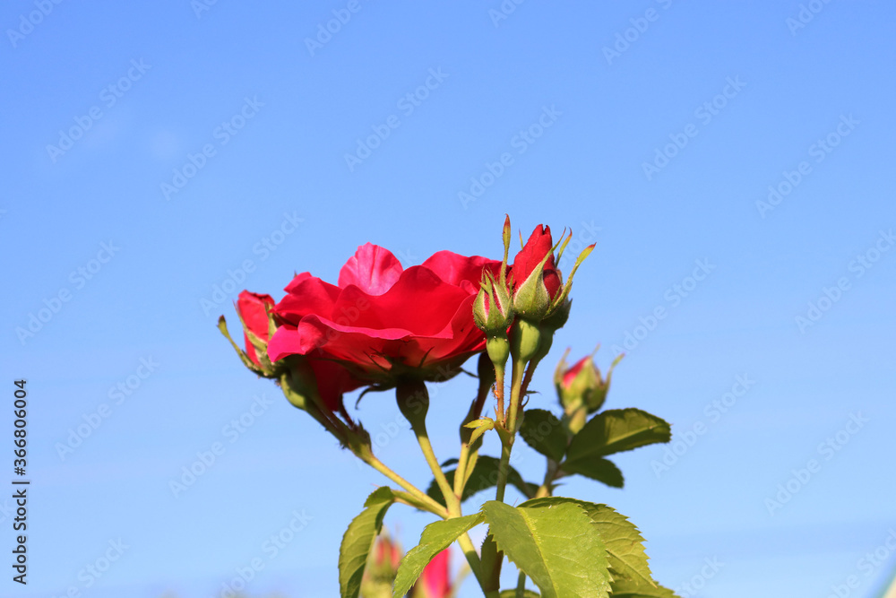 Fototapeta premium bushes of red roses in the garden