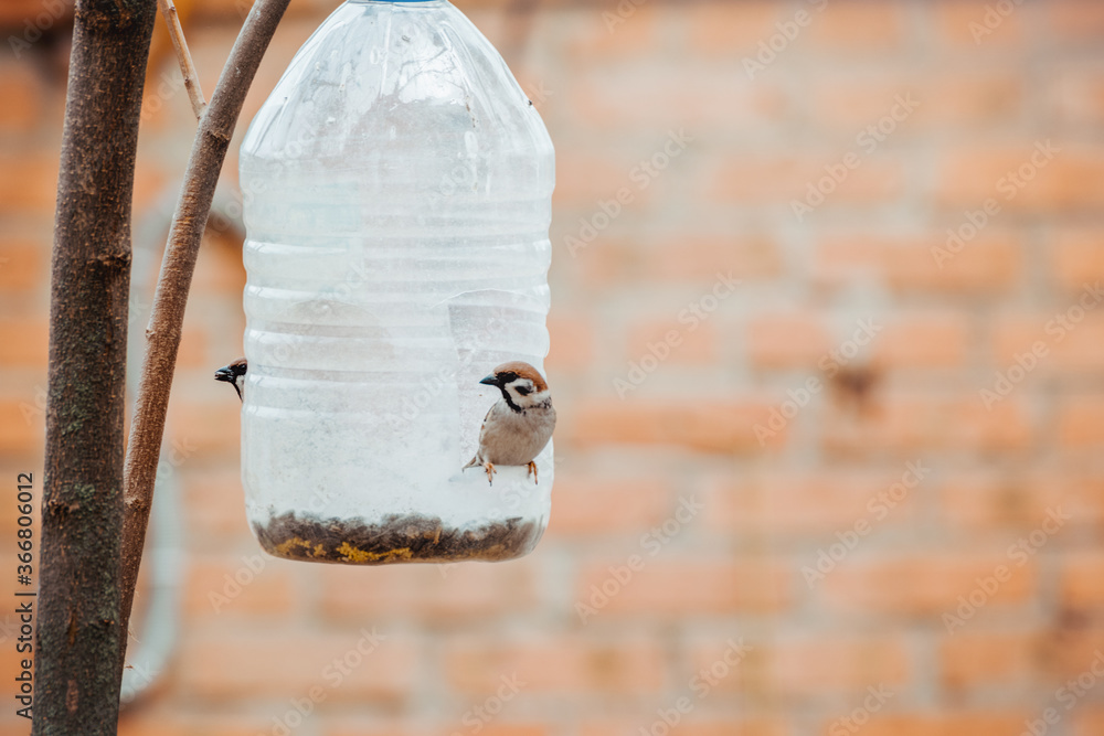 Sparrows eat from a homemade feeder made from a plastic bottle.