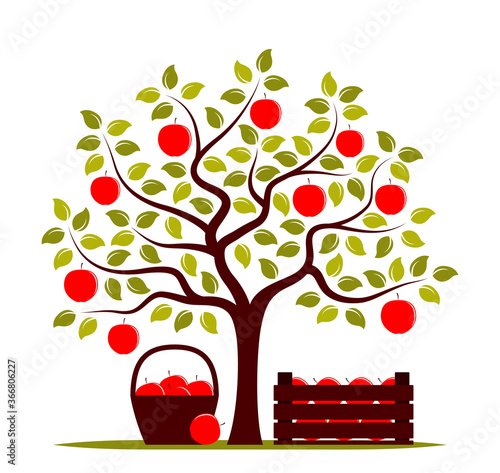 apple harvest