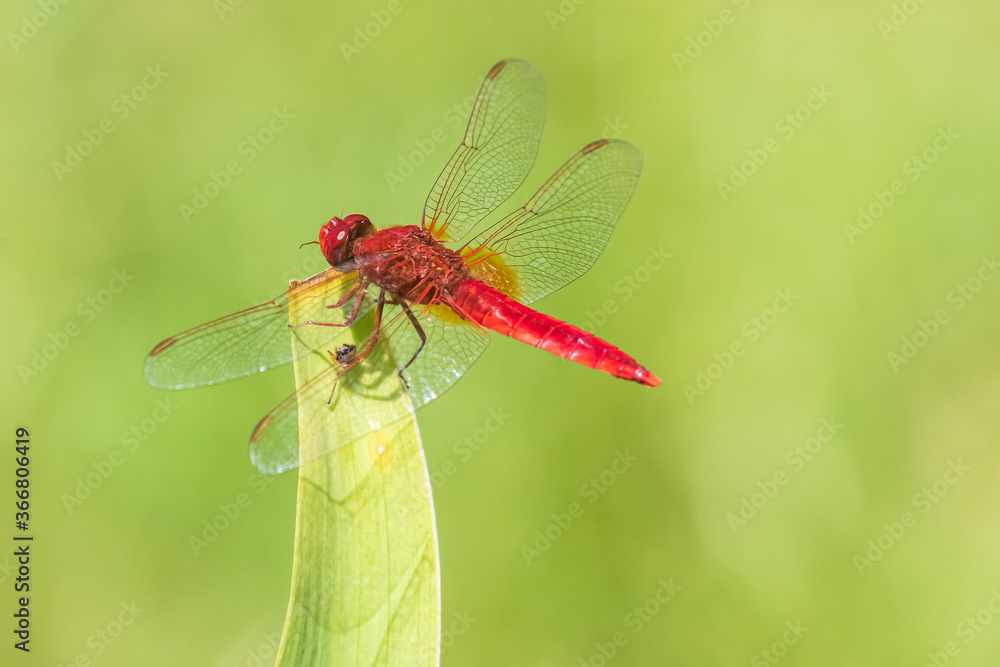 A beautiful bright red dragonfly sits on the tip of a green leaf. Blurred green background. Warm summer sunny day. A beautiful bright red dragonfly sits on the tip of a green leaf. Blurred green background. Warm summer sunny day.