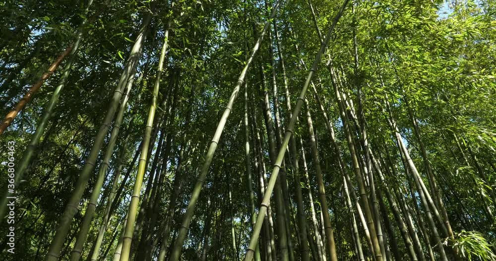 Bamboo forest in Montpellier, Occitanie, France Bamboo forest in Montpellier, Occitanie, France