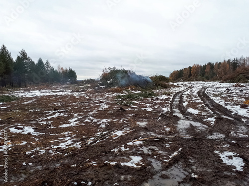 place where the forest was cut down. Stumps and logs from cuttin photo