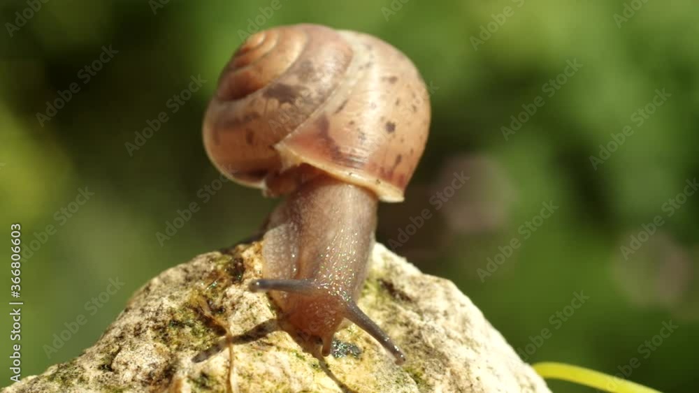 A snail is a gastropod mollusk. Crawling such a crumb, one leg and horns, on a thin blade of grass, a spiral house on the back. On a leaf, a flower, on a stone, on a sand... A snail is a gastropod mollusk. Crawling such a crumb, one leg and horns, on a thin blade of grass, a spiral house on the back. On a leaf, a flower, on a stone, on a sand...