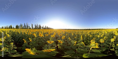 4K 360 VR Virtual Reality Fields with Blooming Sunflower at Sunset