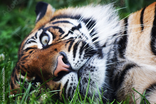leżący tygrys sumatrzański