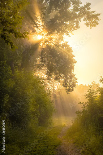 Summer  morning walk on the bank of the Kama river in Perm. That day there was a thick fog and the rays of the sun breaking through the crowns of the trees shone like light waterfalls.