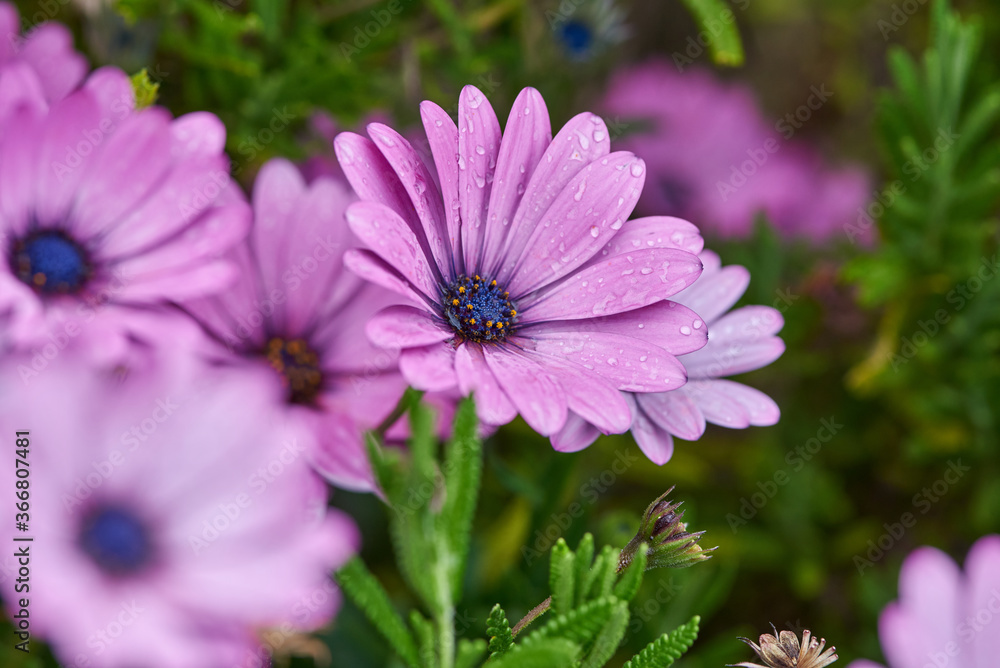 Closeup of bright colorful daisy flowers with water drops on petals growing on flowerbed in spring garden Closeup of bright colorful daisy flowers with water drops on petals growing on flowerbed in spring garden