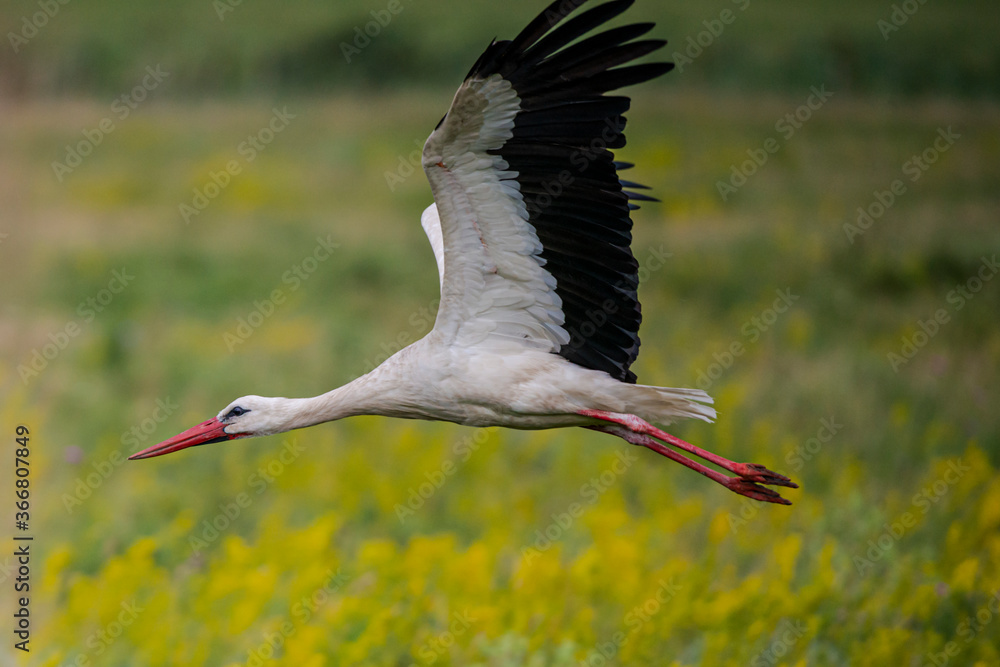 Naklejka premium Stork on the field