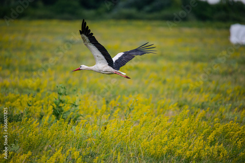 Stork on the field