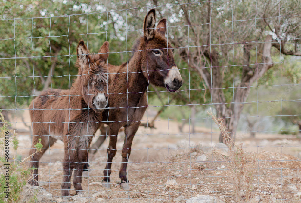 Cute fluffy mature and baby donkeys pasturing on stony ground in paddock in overcast weather Cute fluffy mature and baby donkeys pasturing on stony ground in paddock in overcast weather