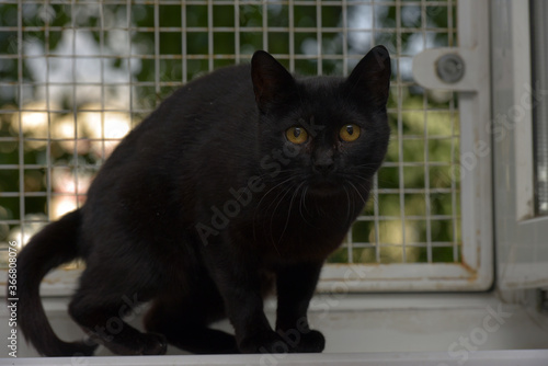 black cat with yellow eyes at home