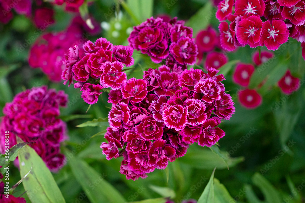 Fototapeta premium Turkish carnation flowers in the garden