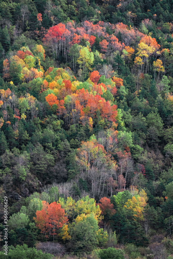 Picturesque drone view of trees covered in forest on hill slope on cold autumn day in nature Picturesque drone view of trees covered in forest on hill slope on cold autumn day in nature