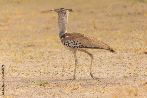 Full length of long legged Avutarda Kori or Kori bustard bird native to Africa standing on dry land in Savuti area in Botswana photo