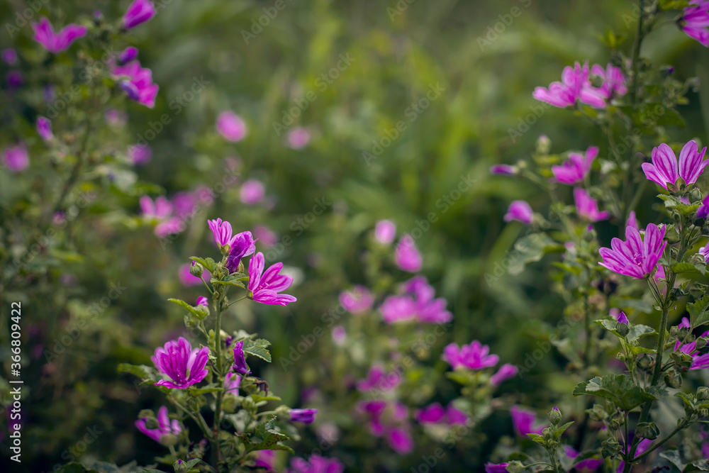 purple wildflowers in the meadow