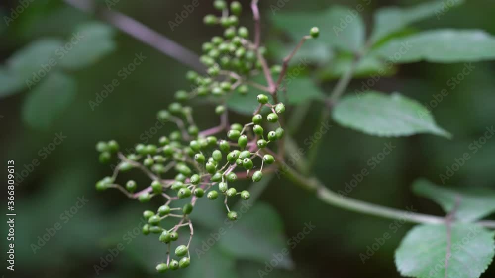 Unripe green fruits of Black Elder in natural environment (Sambucus nigra) - (4K) Unripe green fruits of Black Elder in natural environment (Sambucus nigra) - (4K)