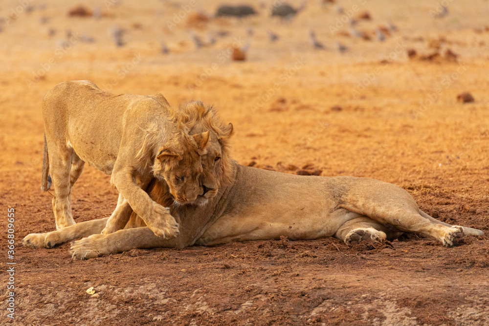 Full length of wild lioness and lion resting on dry ground in African savanna in Savuti area in Botswana Full length of wild lioness and lion resting on dry ground in African savanna in Savuti area in Botswana