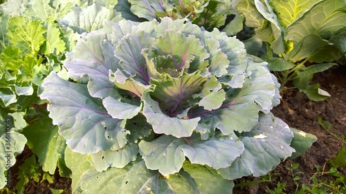 Ornamental cabbage in July. Flowering Kale. Brassica oleracea species. Classification: Plantae. Green decorative plant. Blooming in December in winter. Flowerbed. Gardening background. Cultivated.