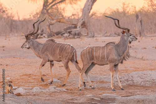 Full length of pair of wild greater kudu animals standing on ground against dry vegetation in Savuti in Africa photo