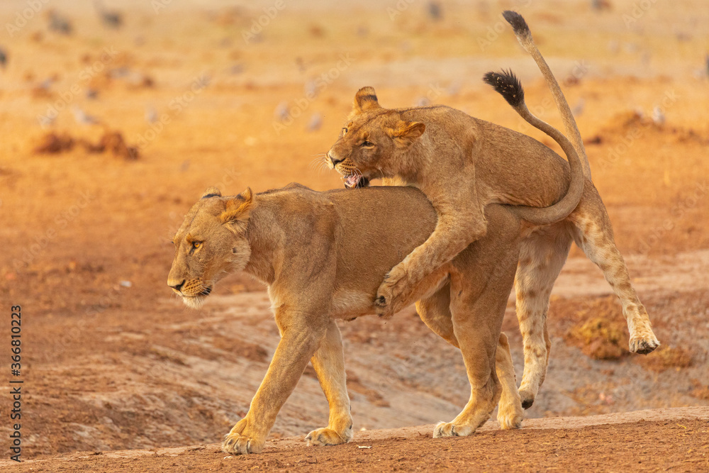 Full length of wild lionesses playing on dry ground in African savanna in Savuti area in Botswana Full length of wild lionesses playing on dry ground in African savanna in Savuti area in Botswana