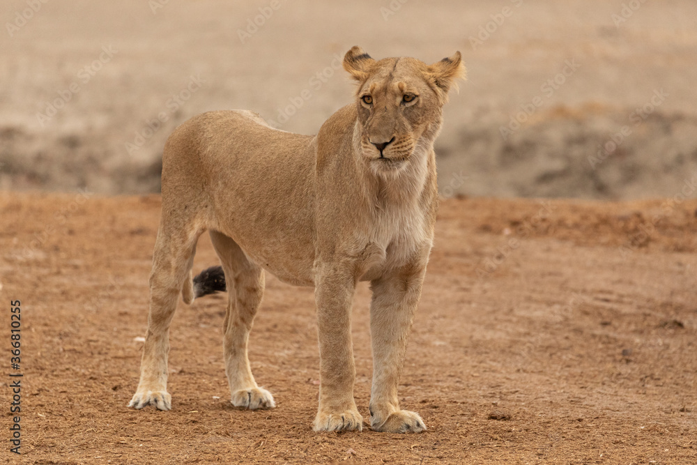 Full body of magnificent wild lioness standing on dry ground and looking away in Savuti area in Botswana Full body of magnificent wild lioness standing on dry ground and looking away in Savuti area in Botswana