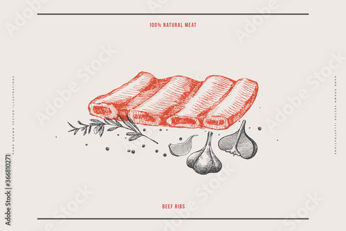 Beef ribs vector illustration. Hand-drawn piece of meat on a light background. Concept of fresh agricultural products. Design element for menu, flyer, poster of a butcher shop, market, restaurant.